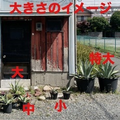 アメリカーナ多肉植物【小型】の画像
