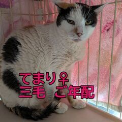 てまり　♀　三毛　推定年齢７歳くらい