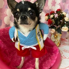 チワワの男の子
