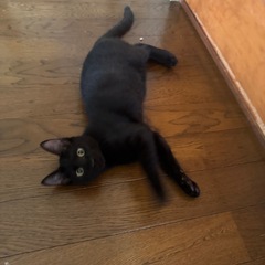 4ヶ月 オス 里親募集中🐱