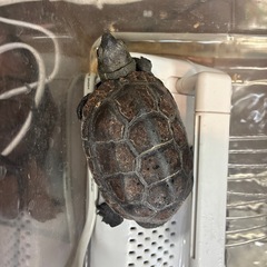 クサガメ（お譲りする方が決まりました）