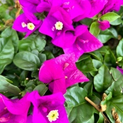 山梨県南アルプス市フラダンス体験会開催のお知らせ🌺の画像