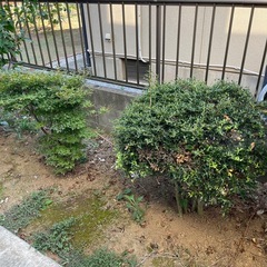 松の木、その他植木差し上げます。の画像