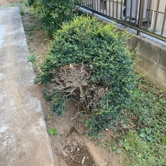 松の木、その他植木差し上げます。の画像