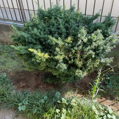 松の木、その他植木差し上げます。の画像