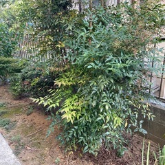 松の木、その他植木差し上げます。の画像