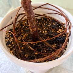 観葉植物 フィカス ティネケ(抜き苗)
の画像