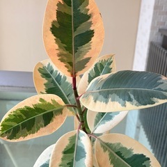 観葉植物 フィカス ティネケ(抜き苗)
の画像