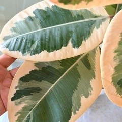 観葉植物 フィカス ティネケ(抜き苗)
の画像