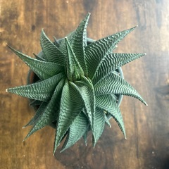 ミニ観葉植物の画像