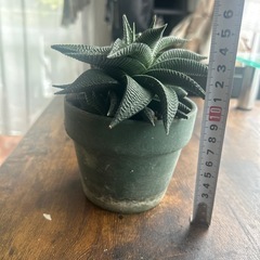 ミニ観葉植物の画像