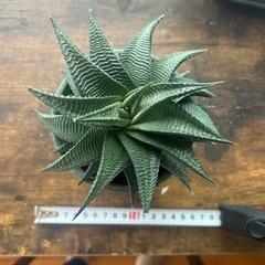 ミニ観葉植物の画像