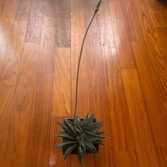 ミニ観葉植物の画像