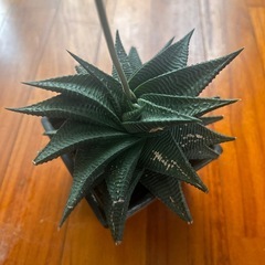ミニ観葉植物の画像