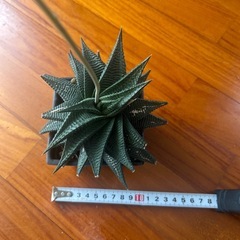 ミニ観葉植物の画像