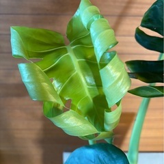 モンステラ②の画像