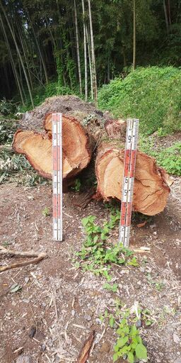 樫の木３本 （1.5ｍ～2m）