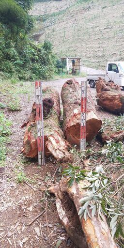 樫の木３本 （1.5ｍ～2m）