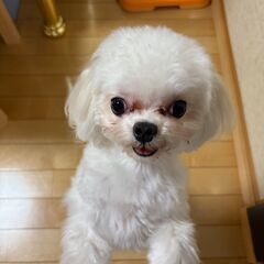 里親募集