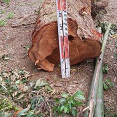樫の木３本 （1.5ｍ～2m）の画像