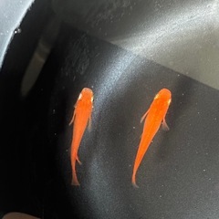 鶴崎楊貴妃 オス3メス2の画像