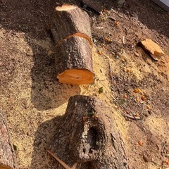 柿の木の画像