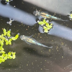 メダカ　蒼鴉　稚魚/有精卵
の画像