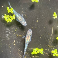 メダカ　蒼鴉　稚魚/有精卵
の画像