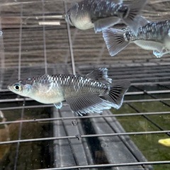 【はやたんメダカ】☆ミッドナイトフリル体外光☆ 1ペア 成魚 格安販売 現物販売の画像