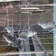 【はやたんメダカ】☆ミッドナイトフリル体外光☆ 1ペア 成魚 格安販売 現物販売の画像