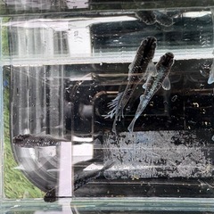 【はやたんメダカ】☆ミッドナイトフリル体外光☆ 1ペア 成魚 格安販売 現物販売の画像