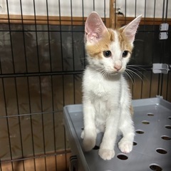 子猫の里親大募集😸