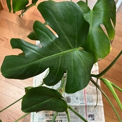 観葉植物モンステラの画像