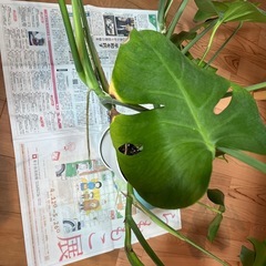 観葉植物モンステラの画像