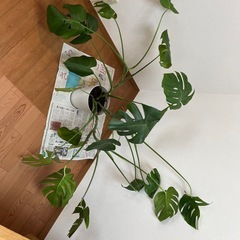 観葉植物モンステラの画像