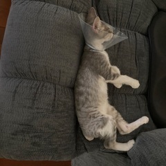 室内飼いして下さる方を探しています！ - 猫