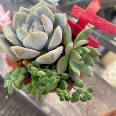 8個限定350円！多肉植物✩.*˚大特価の画像
