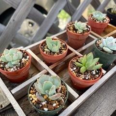 8個限定350円！多肉植物✩.*˚大特価の画像