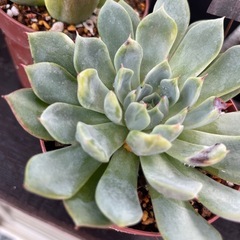 色付き始めた多肉植物！の画像