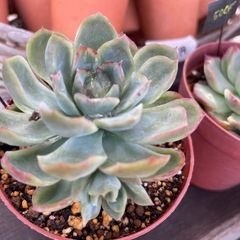 色付き始めた多肉植物！の画像