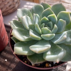 色付き始めた多肉植物！の画像