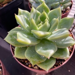 色付き始めた多肉植物！の画像