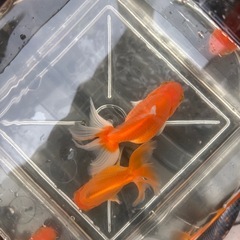 11〜12センチ☆2匹セット☆オランダ獅子頭の画像