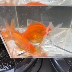 11〜12センチ☆2匹セット☆オランダ獅子頭の画像