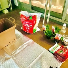 最近苺を育て始めた🔰です。
