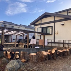 柿の木の画像