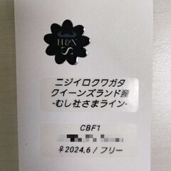 3令幼虫♂♀ペア　70.1ギネスニジイロクワガタ血統　良血統同士　の画像