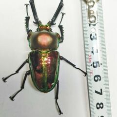 3令幼虫♂♀ペア　70.1ギネスニジイロクワガタ血統　良血統同士　の画像