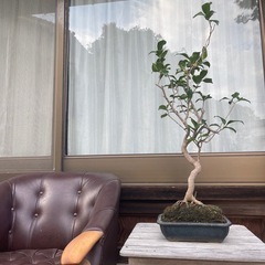 【こんなチャンスは2度とこない❣️】祖父👴の盆栽🪴大セール✨の画像