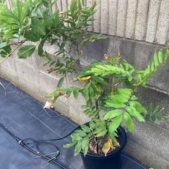 お相手きまりました　藤の花(紫、薄紅、白)の画像